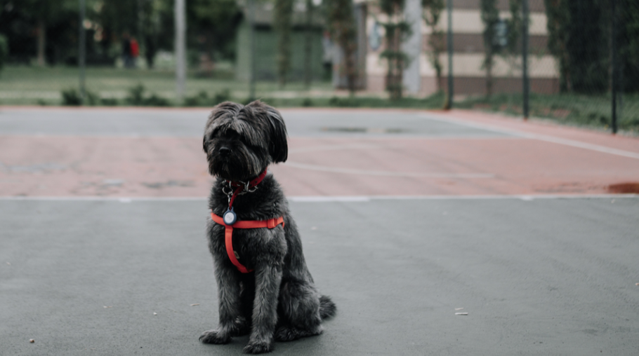 Small shaggy gray dog in a red harness sitting on an empty outdoor basketball court under an overcast sky.