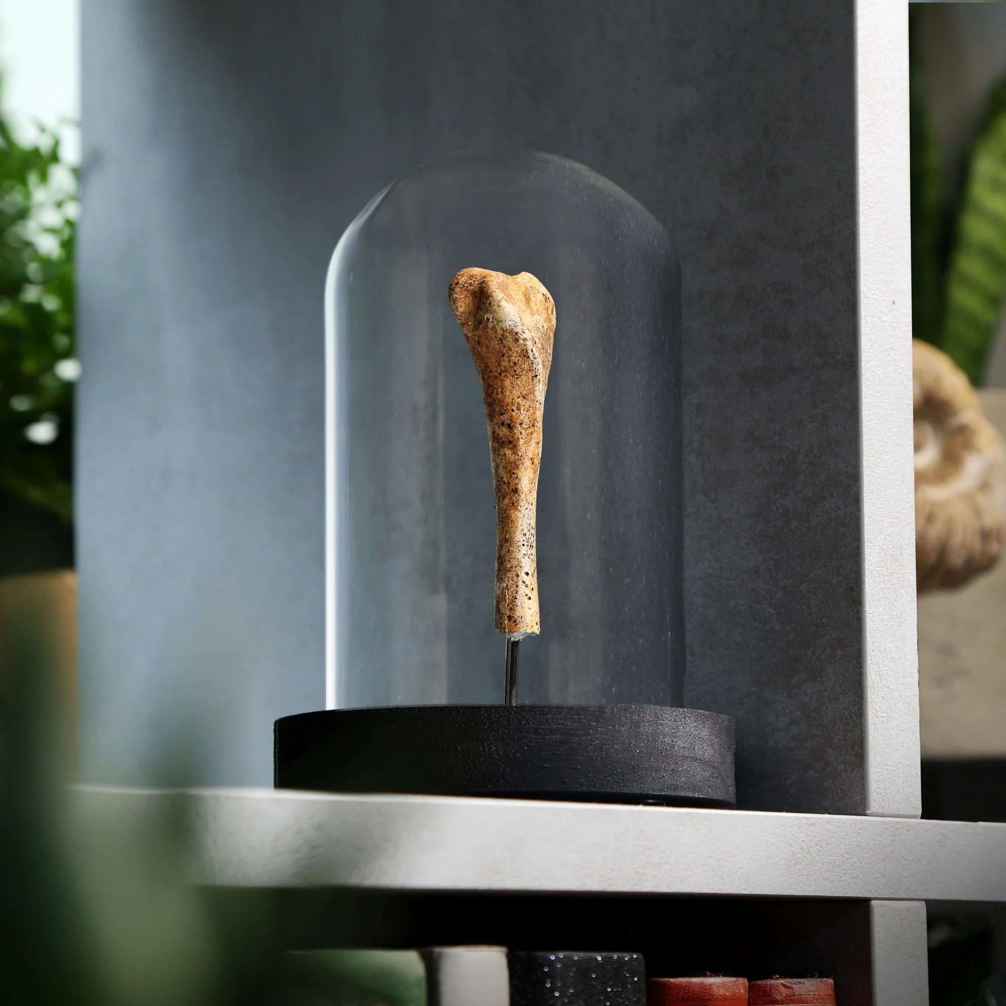 cave-bear-bone-10x15-2nd.jpg