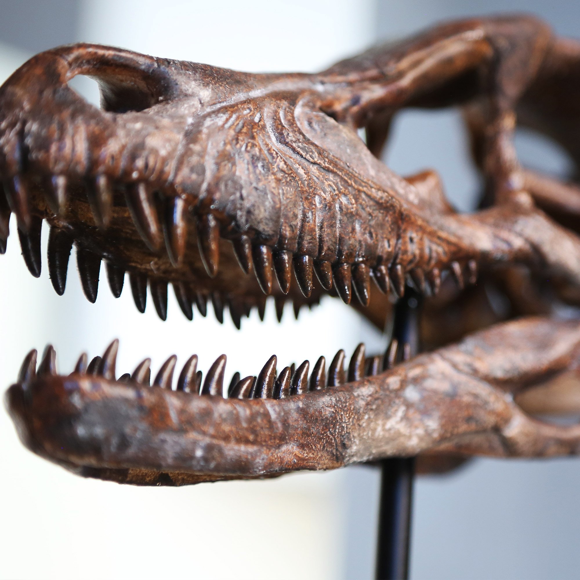RAPTOR-DETAIL.jpg