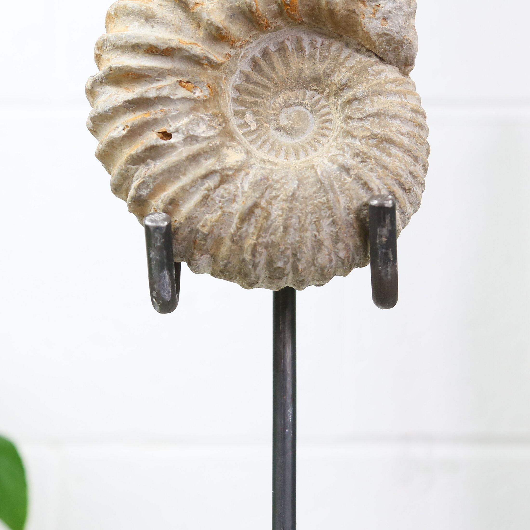 Authentic Fossils For Sale Framed Fossils For Sale