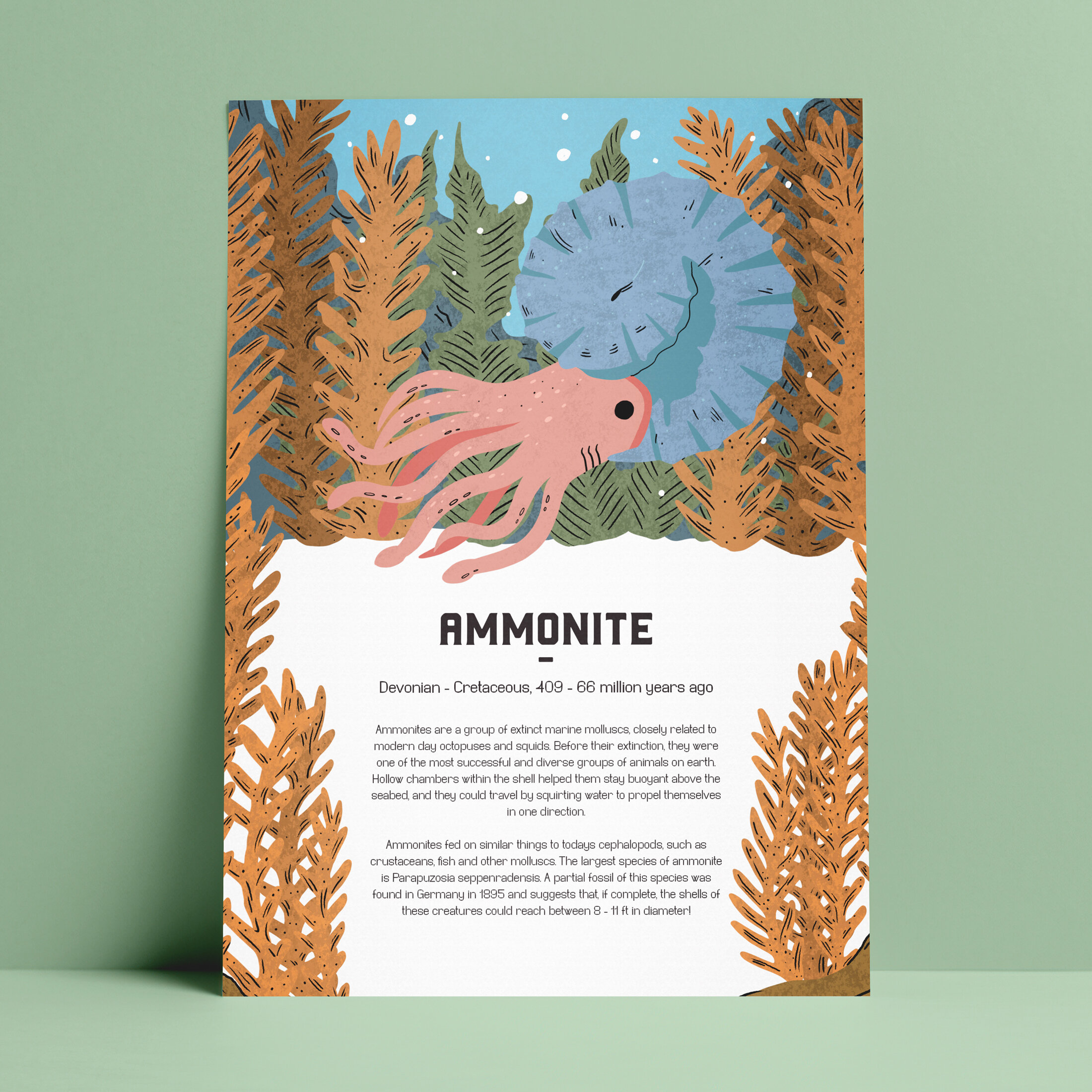 ammonite-upload-.jpg