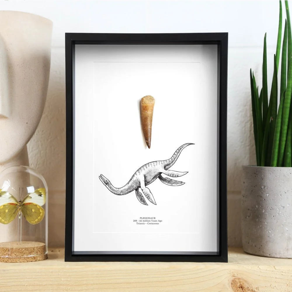plesiosaur-collection.jpeg