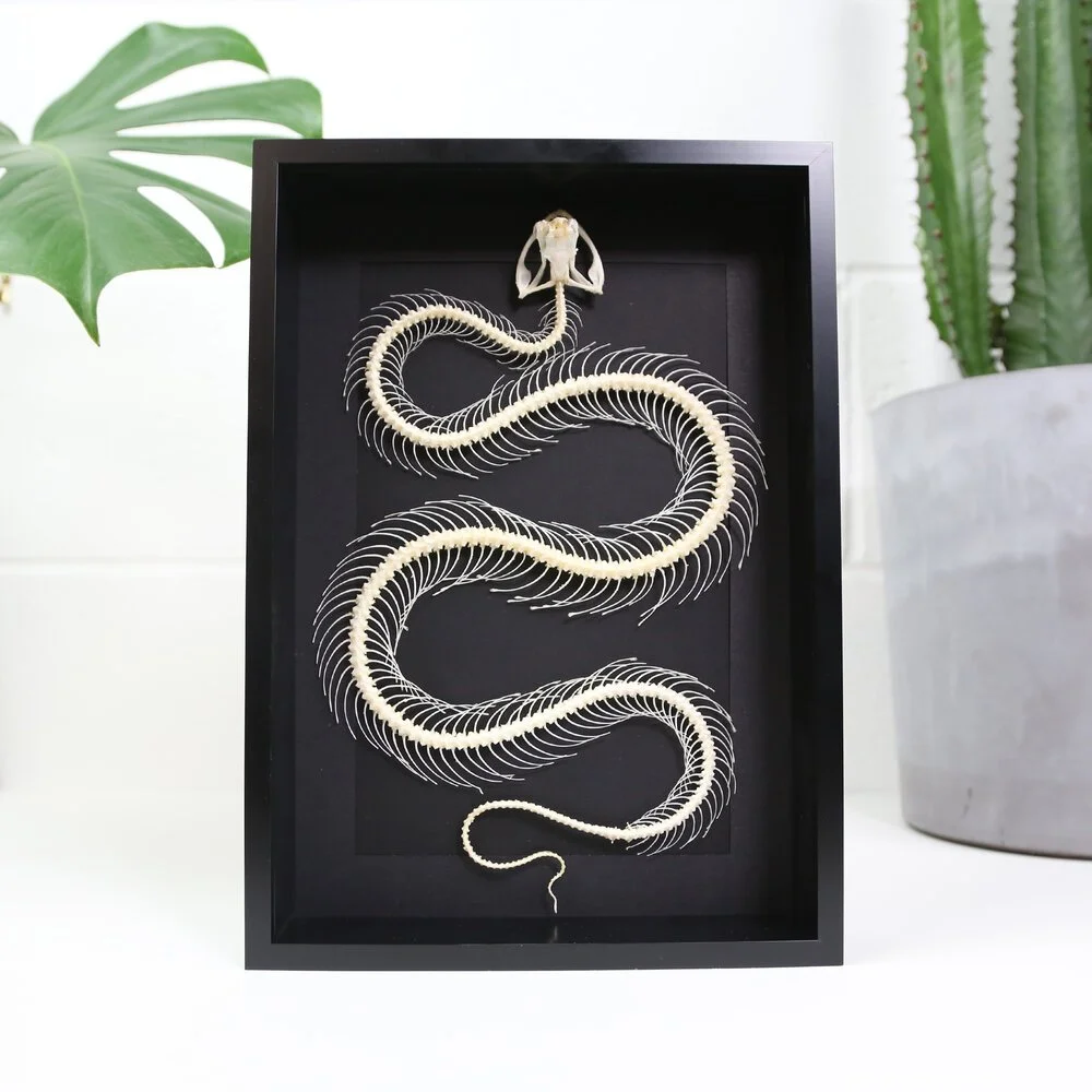 snake-frame-.jpeg