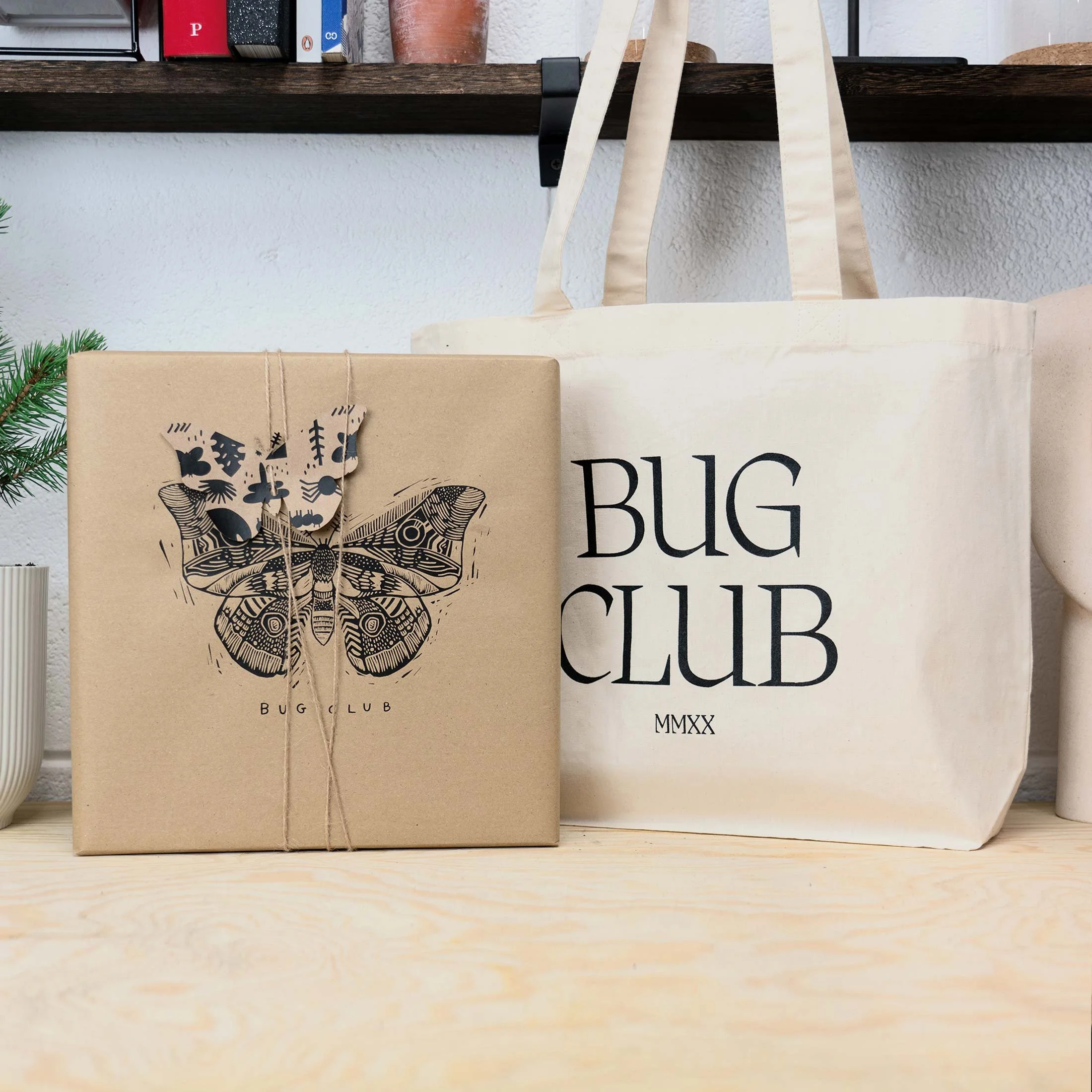 Framed Goliath Beetle | Goliathus Orientalis | The Bug Club