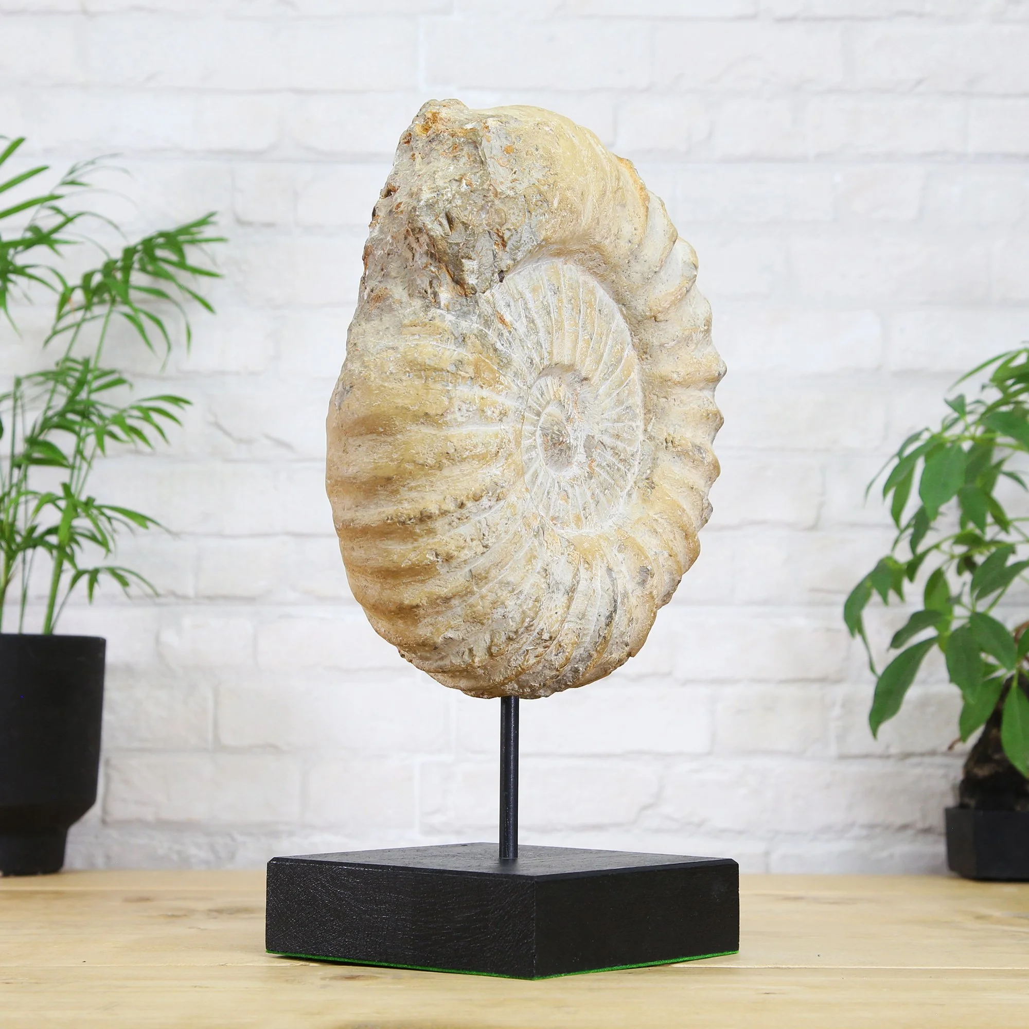 Authentic Fossils For Sale Framed Fossils For Sale