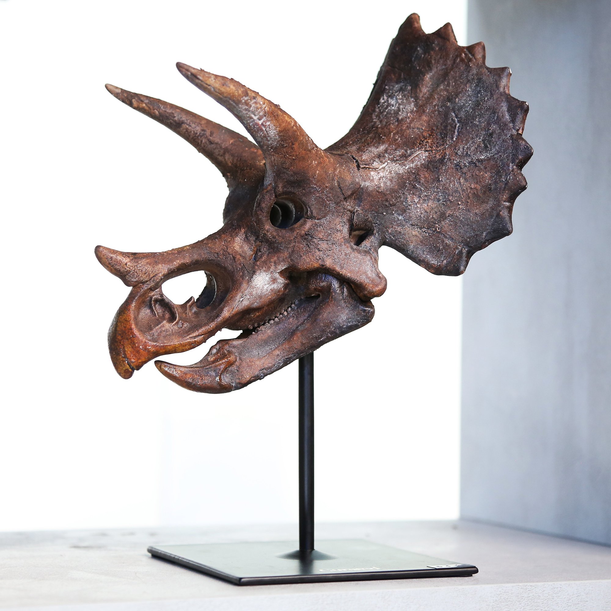 triceratops-1-p.jpg