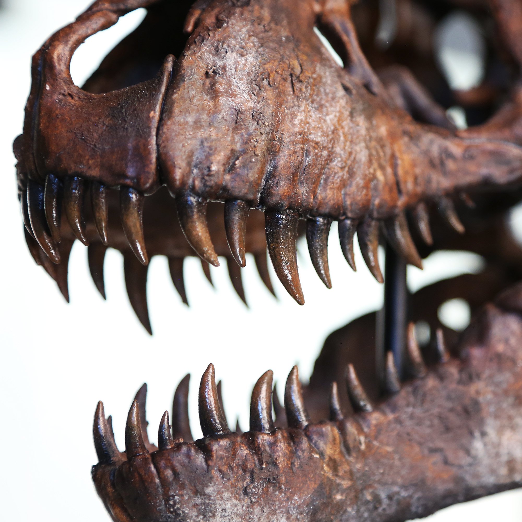 t-rex-detail-.jpg