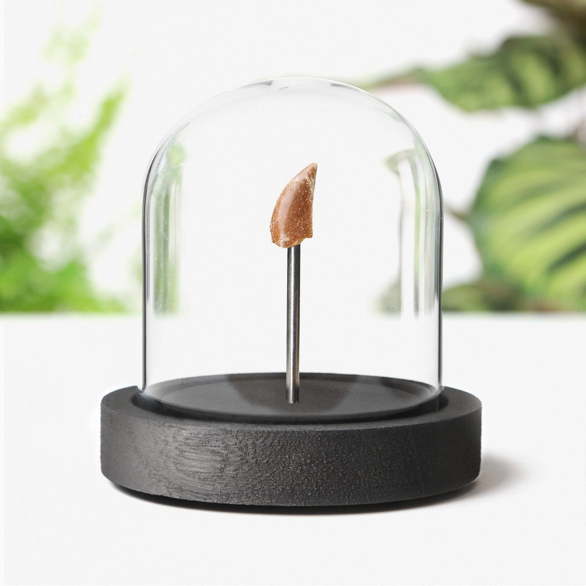 Velociraptor Tooth Bell Jar