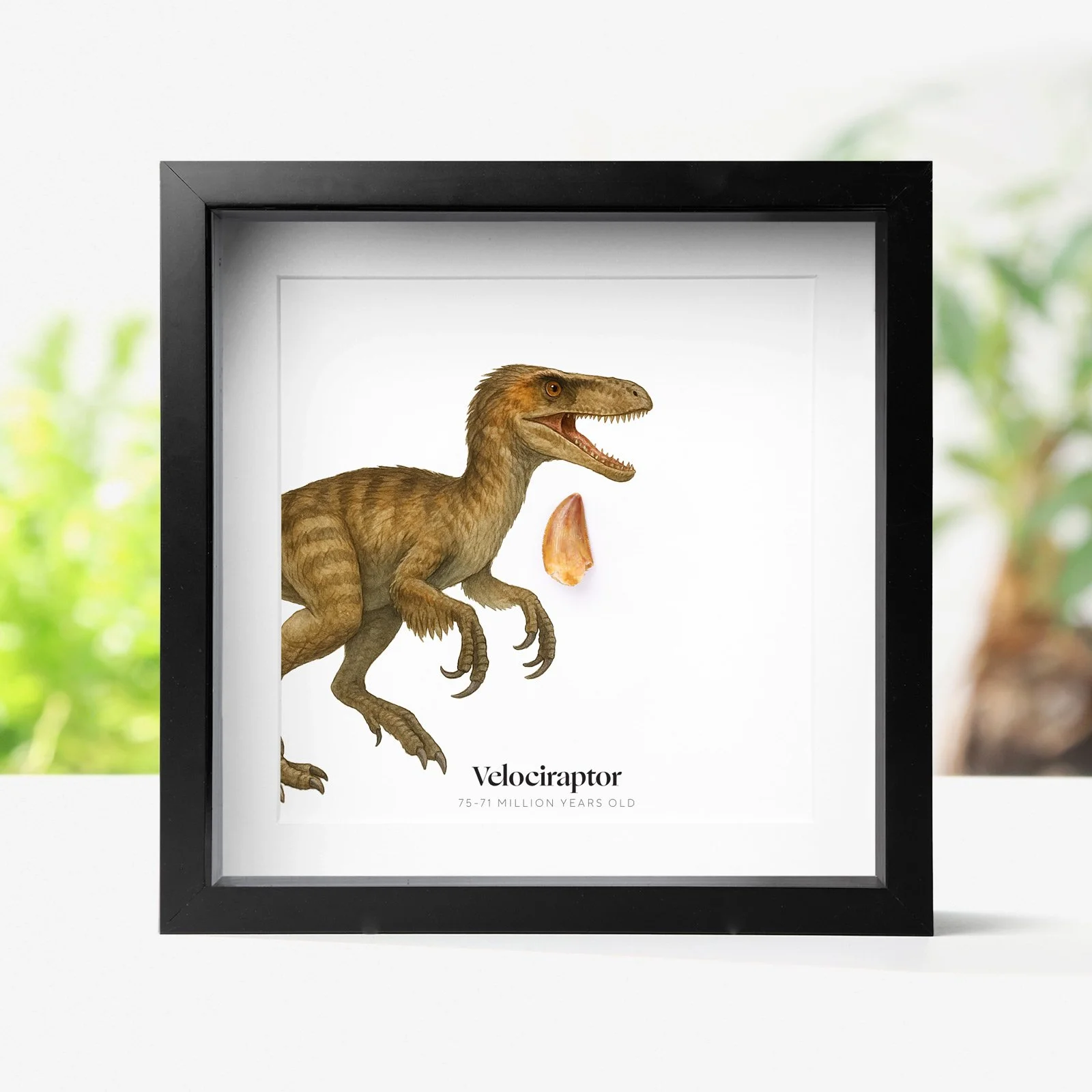 Velociraptor Tooth & Watercolour Illustration