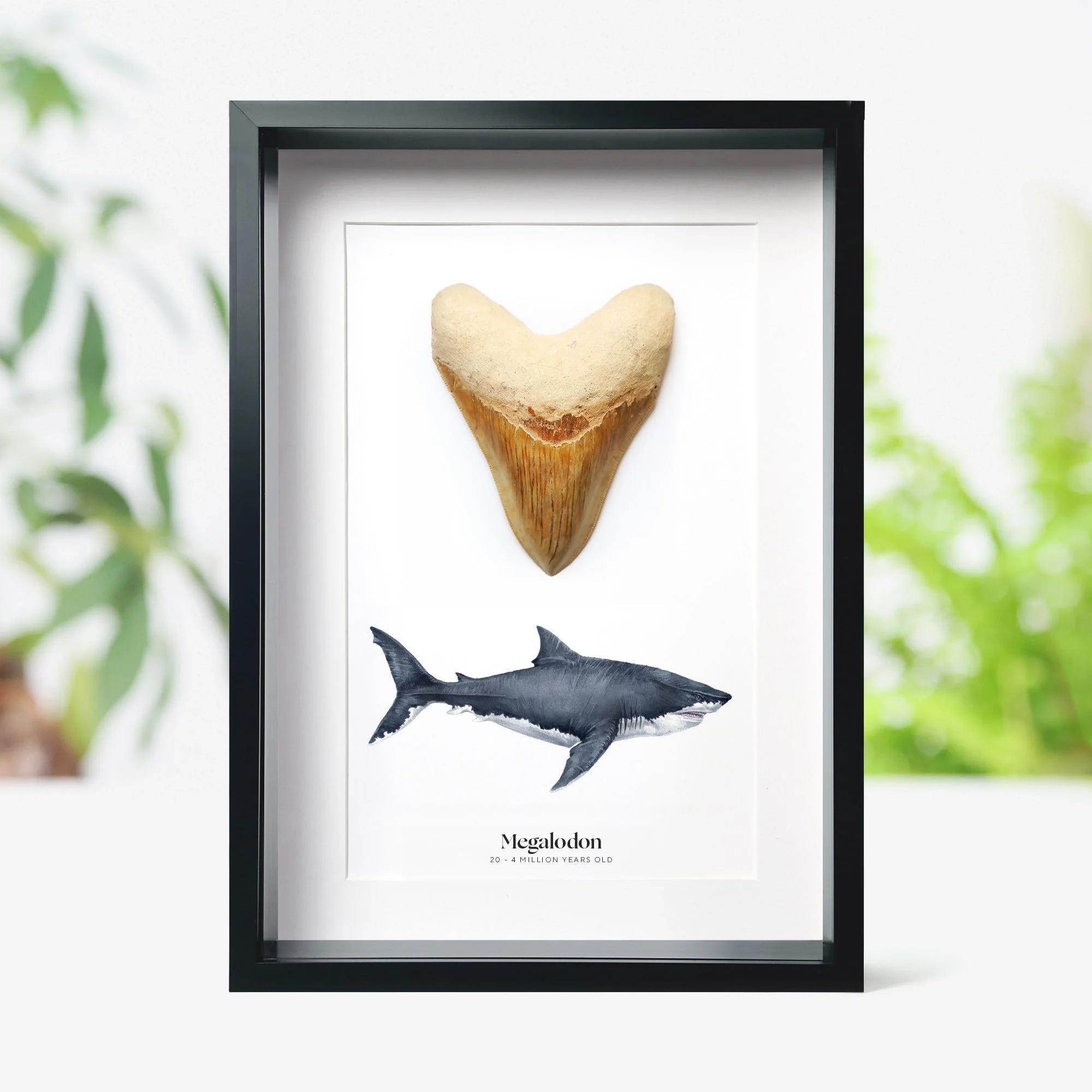 Megalodon Tooth and Watercolour Illustration