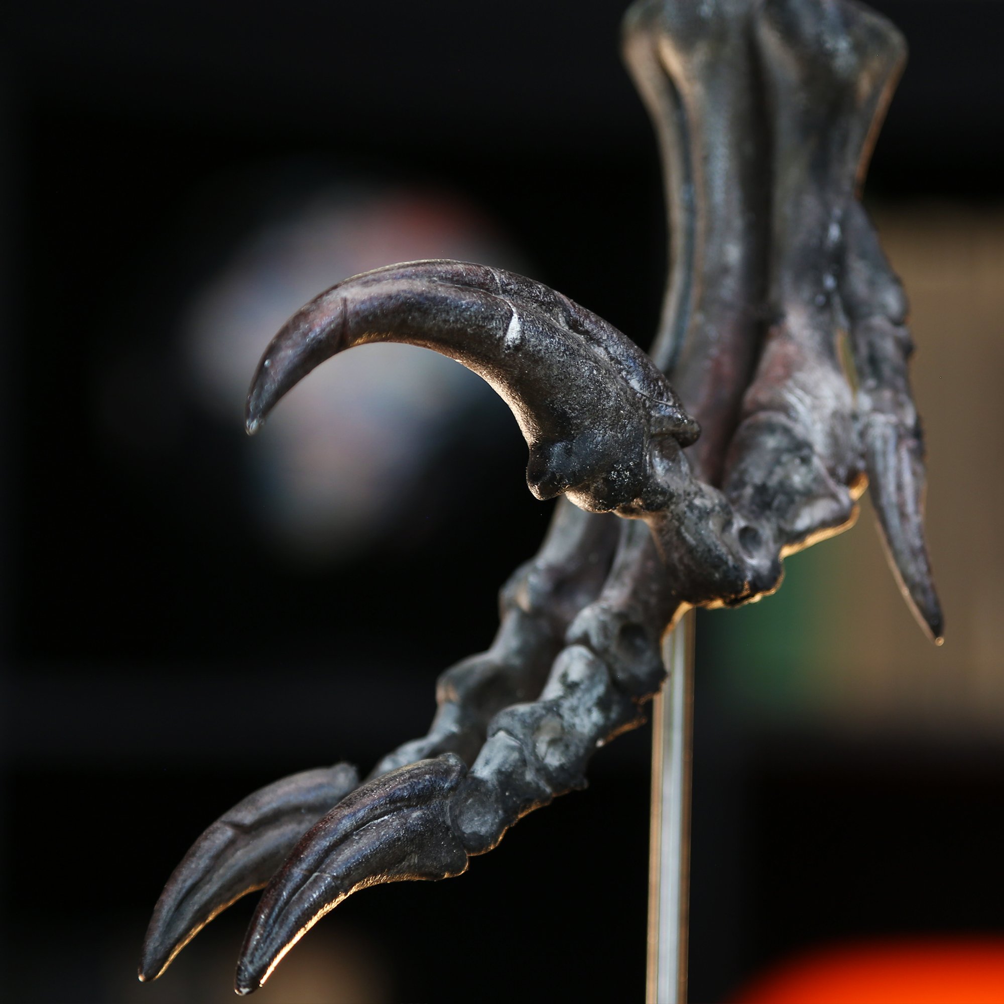 raptor-claw-4.jpg