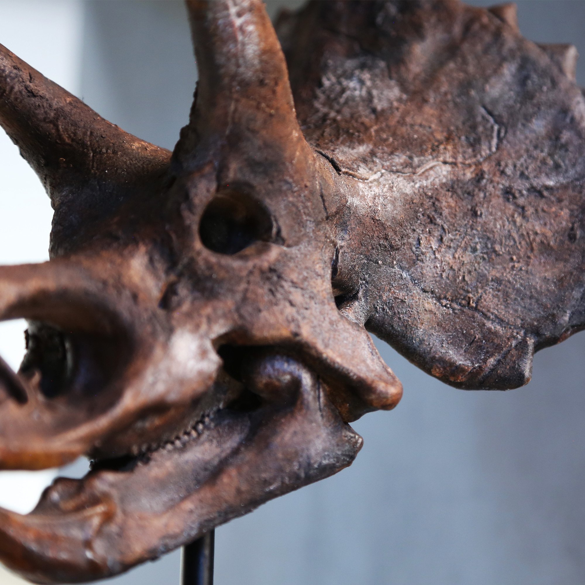triceratops-macro-2.jpg