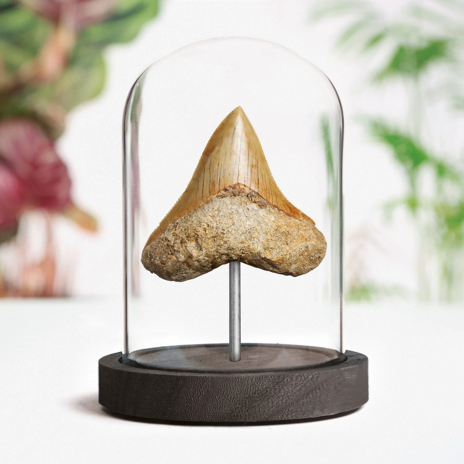 Megalodon Shark Tooth Bell Jar