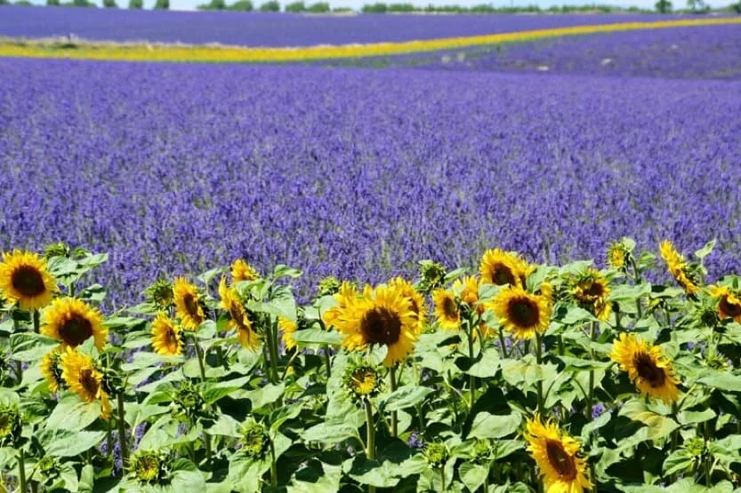 fleurs-provence-tournesol-min.jpg