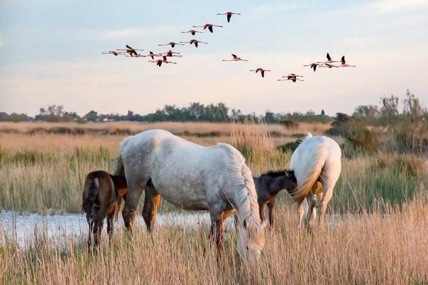 visiter-la-provence-en-3-jours-chevaux-min.jpg