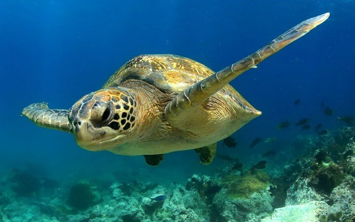 thanda turtle.jpg