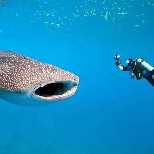 thanda-island-scuba-diving.jpg