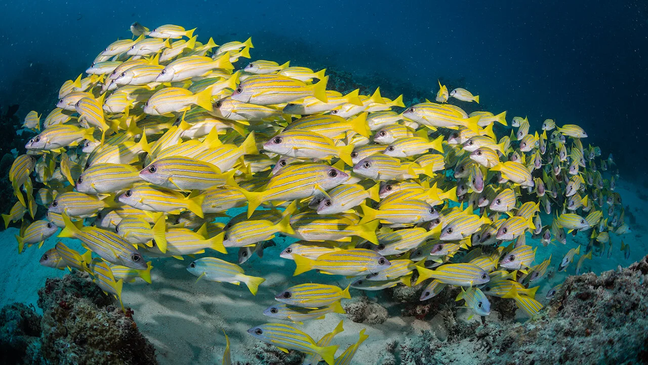 underwater02-1.jpg