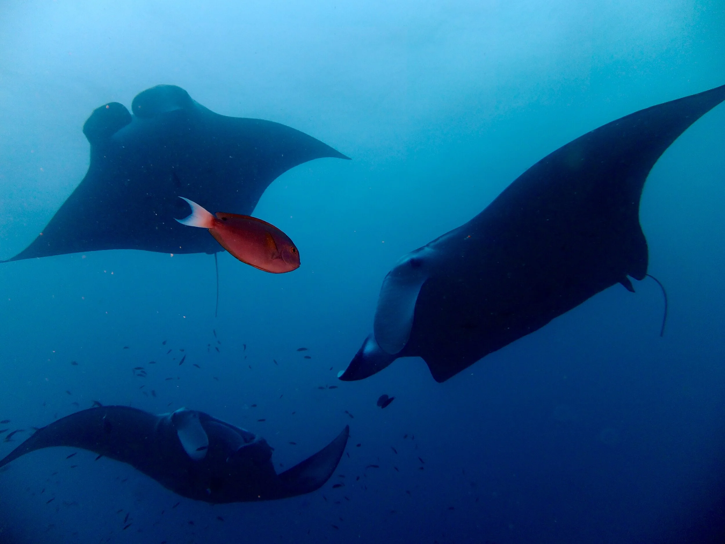 DS-Manta2.jpg