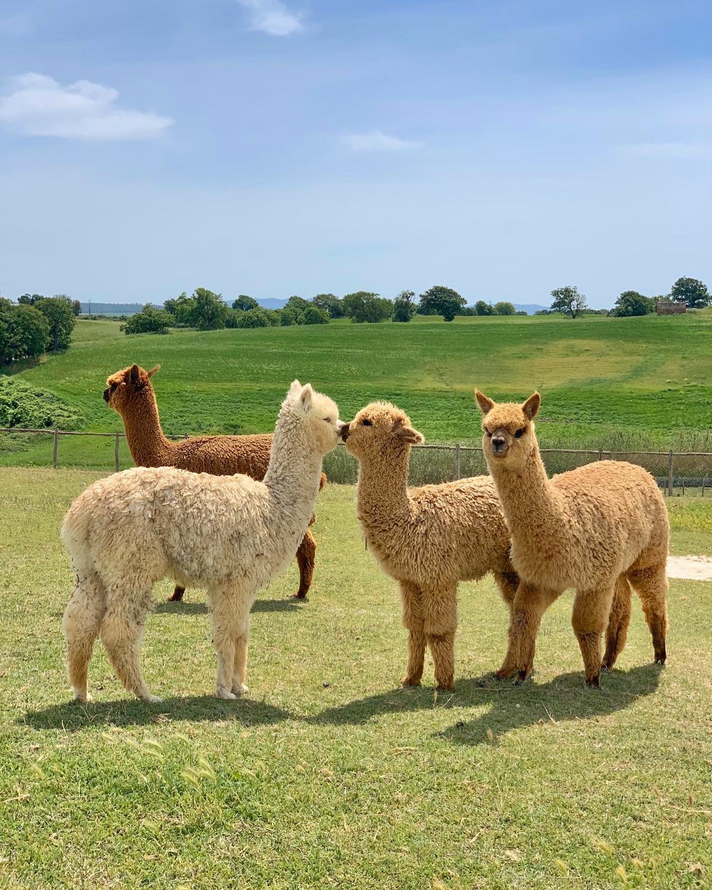 Piani degli Alpaca official 1.jpg