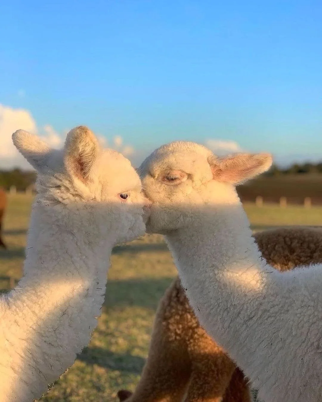 Credits Piani degli alpaca.jpg