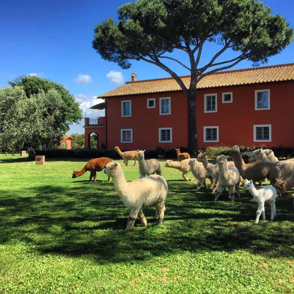Piani degli Alpaca official 3.jpg