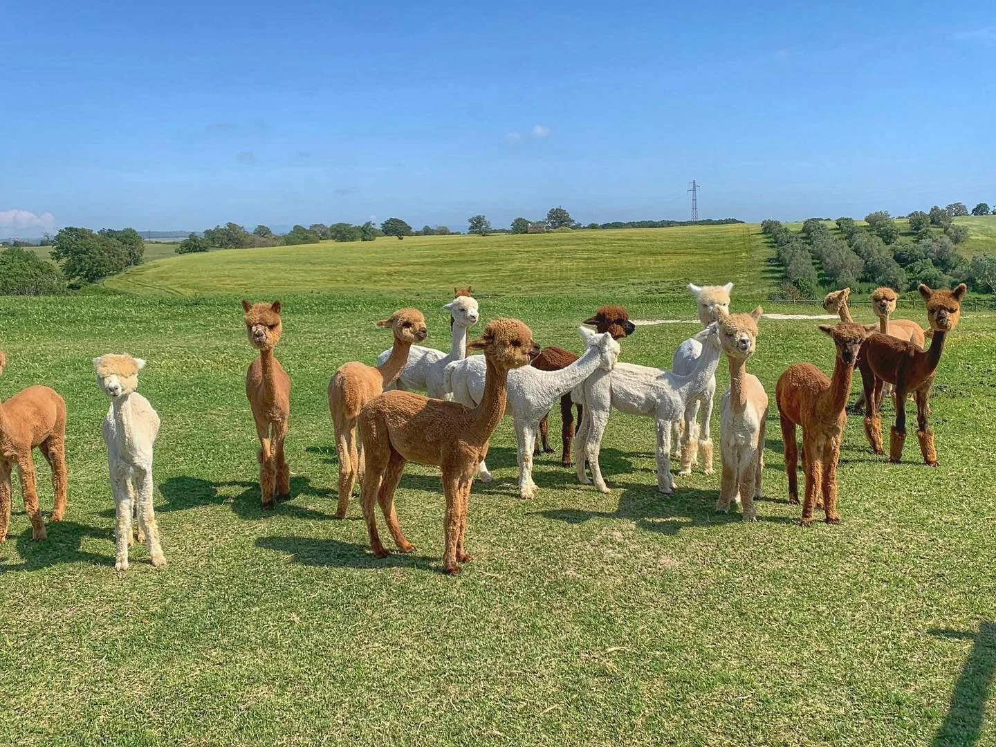 Piani degli Alpaca official 4.jpg