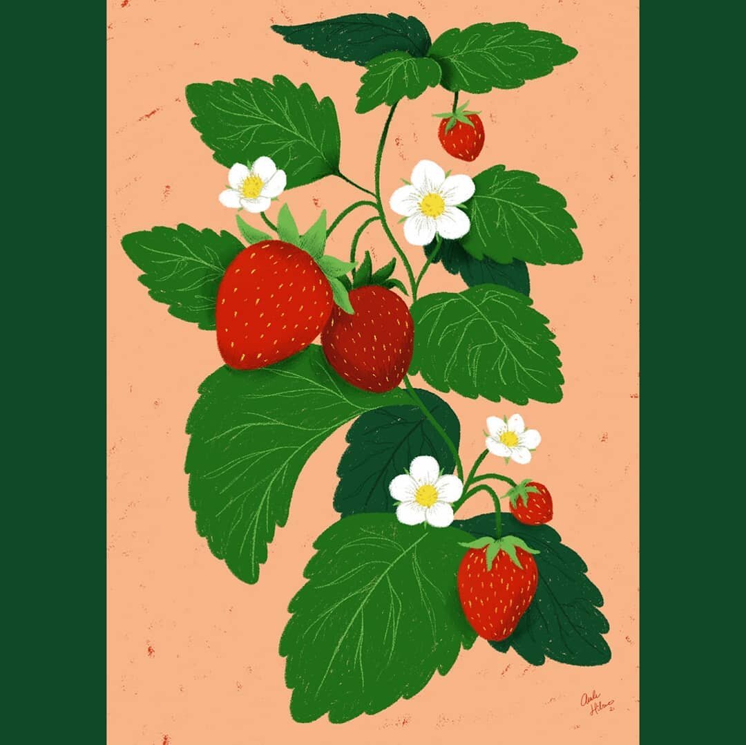 Some cute strawberries for you, my friends 🍓🌼
.
.
.
.
.
#digitalart #digitalillustration #photoshop #botanical #botanicalart #botanicalillustration #plantart #strawberry #strawberries #strawberryplant