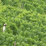 toppingvines.jpg