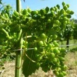 Grapelets-22-June-2011-150x150.jpg