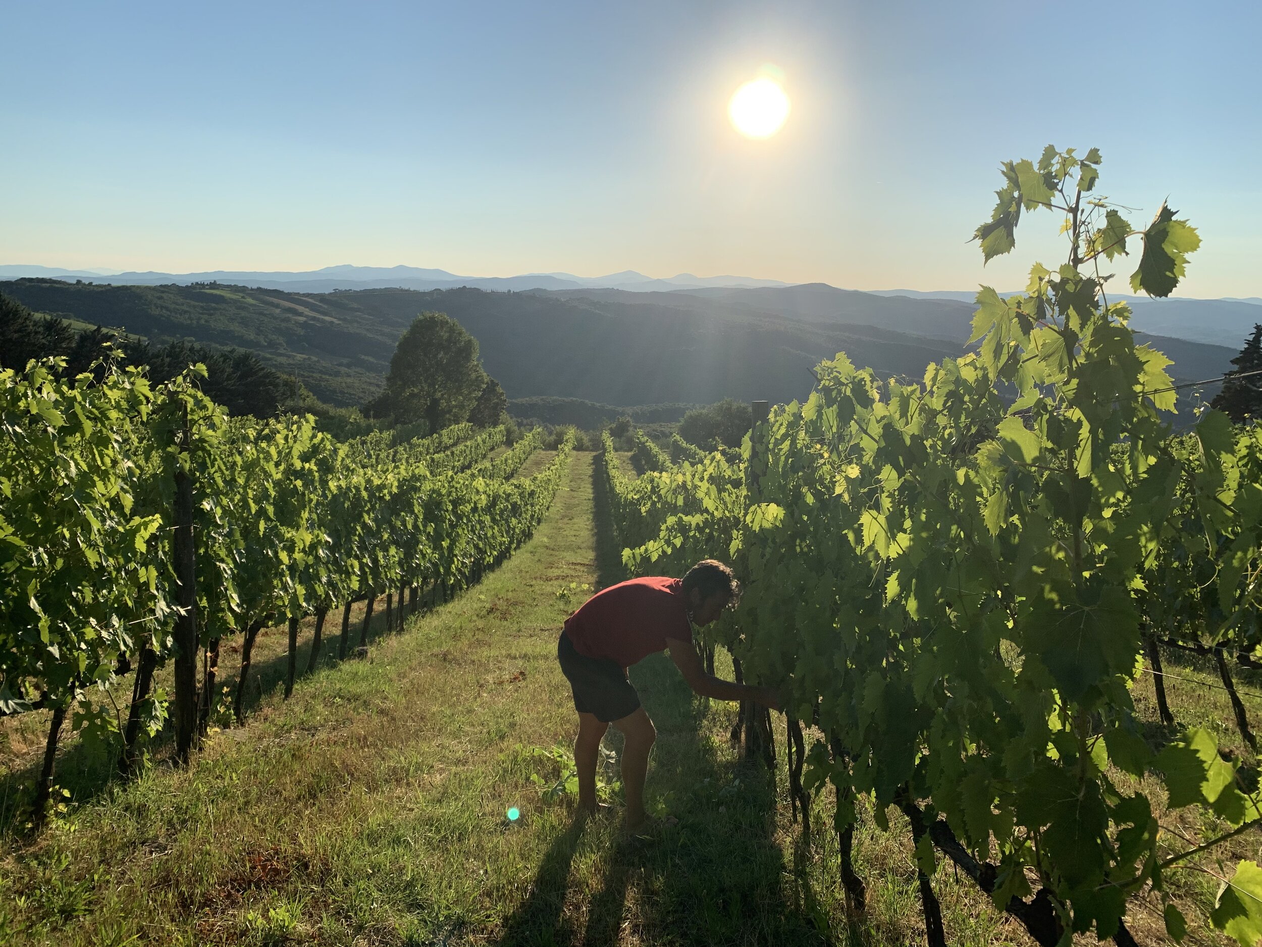 Vineyard Vigilance.jpeg