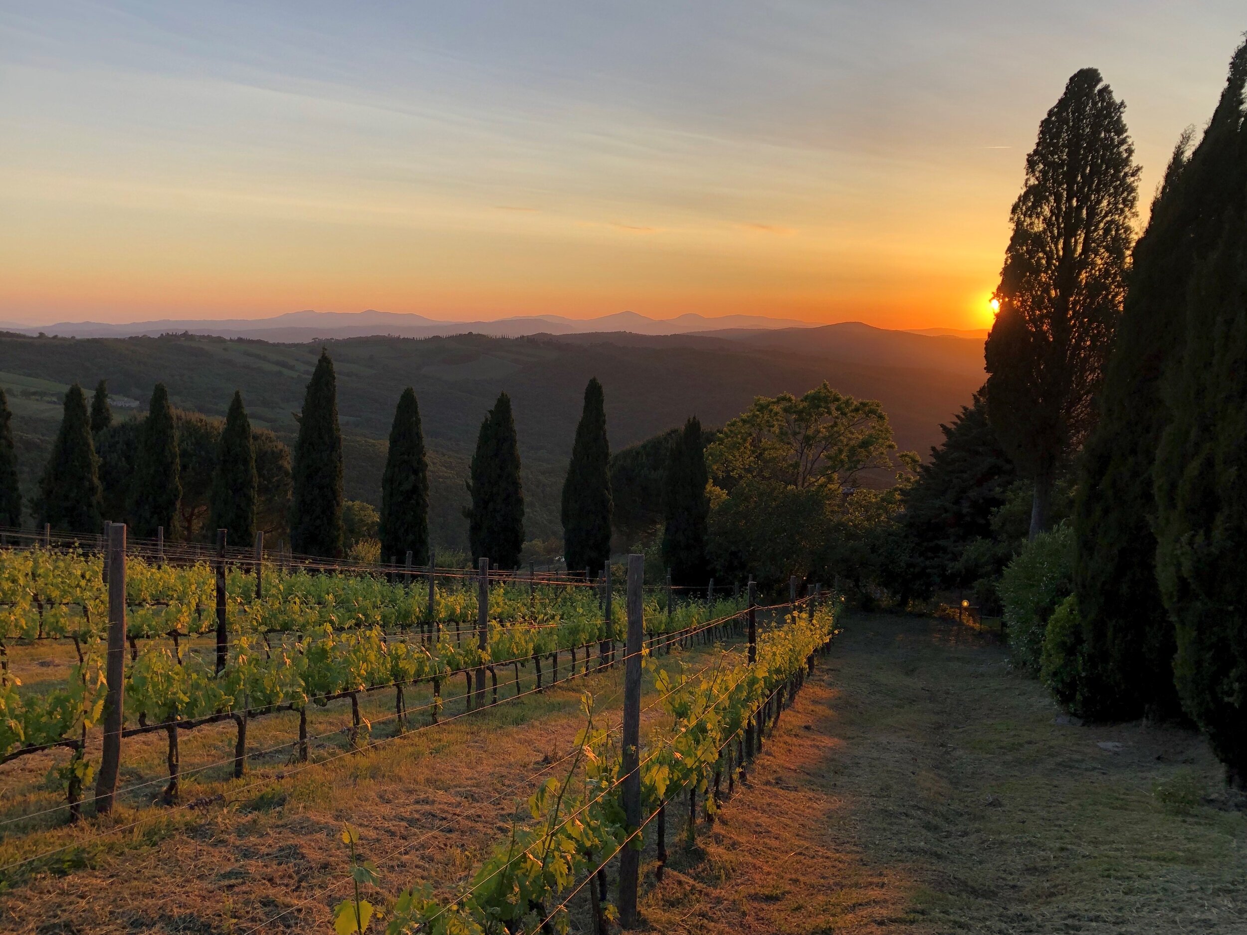 Le Due Porte : The Vineyard