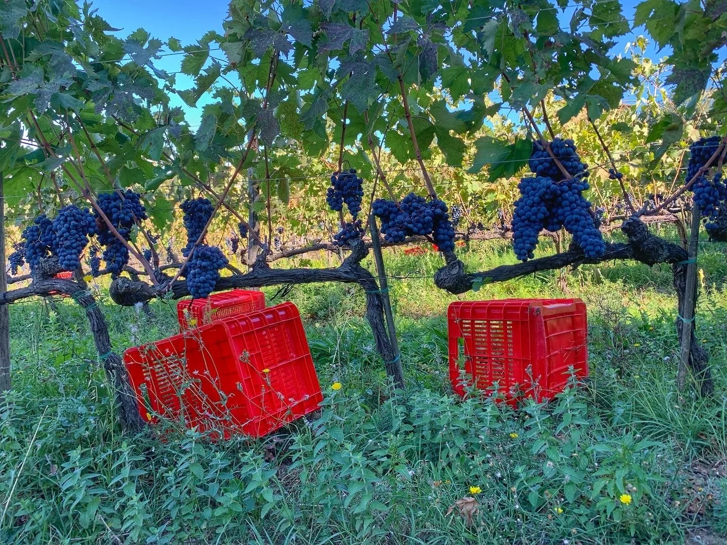 January News from Il Palazzone