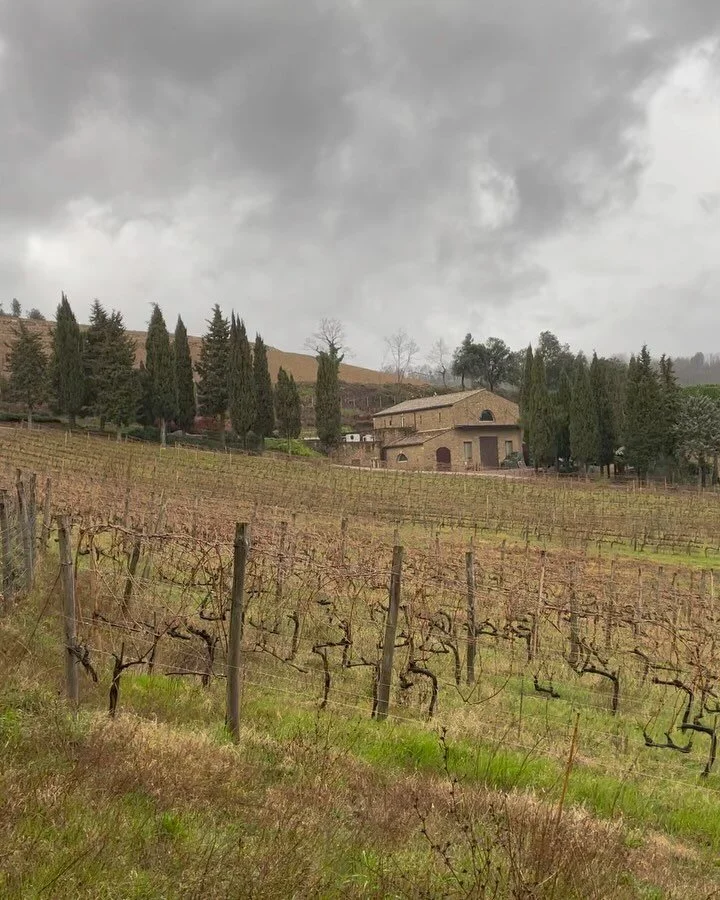 More rain over Il Palazzone today and the vines are loving it ! Listen to the delicate sound of the drops falling over the vineyards, in harmony with birds, chirping about what a great year this will be.