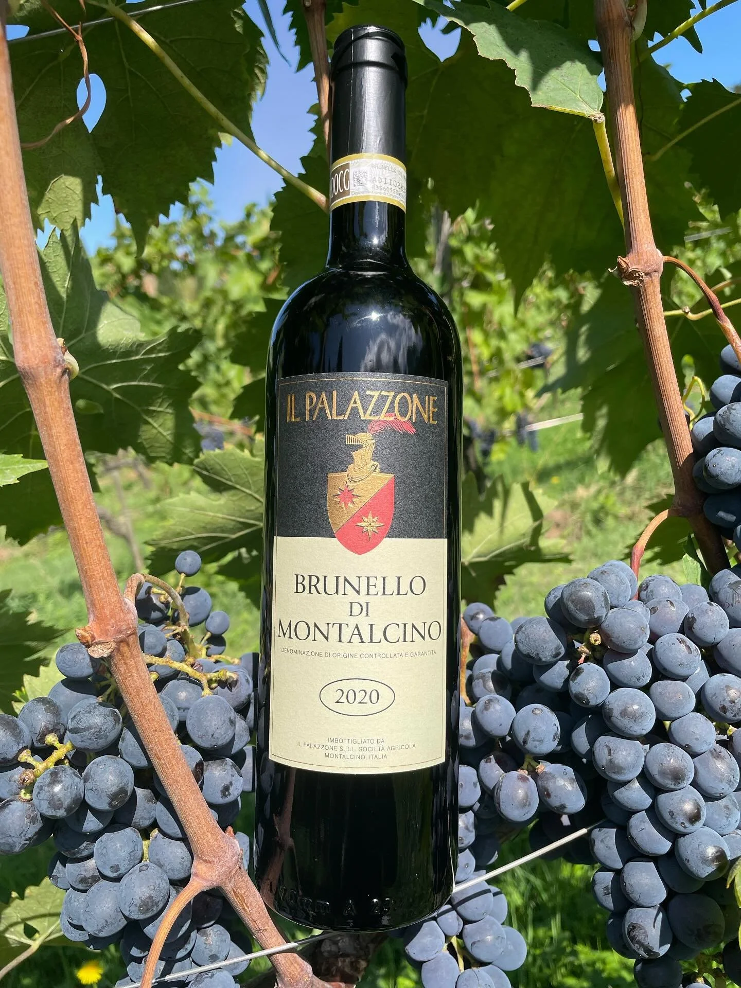 We are thrilled to announce that our 2020 Brunello di Montalcino has been awarded the prestigious &lsquo;TOP WINE&rsquo; recognition from Slow Wine. This is a great honor, and we are incredibly proud of this achievement.
Thank you Slow Wine!