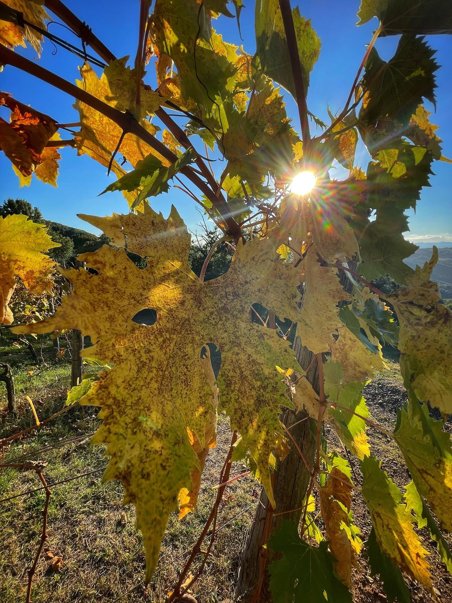 A glimpse of autumn at Il Palazzone. The colors around our vineyards are truly beautiful right now, with everything turning a vibrant yellow, especially our Sangiovese leaves.