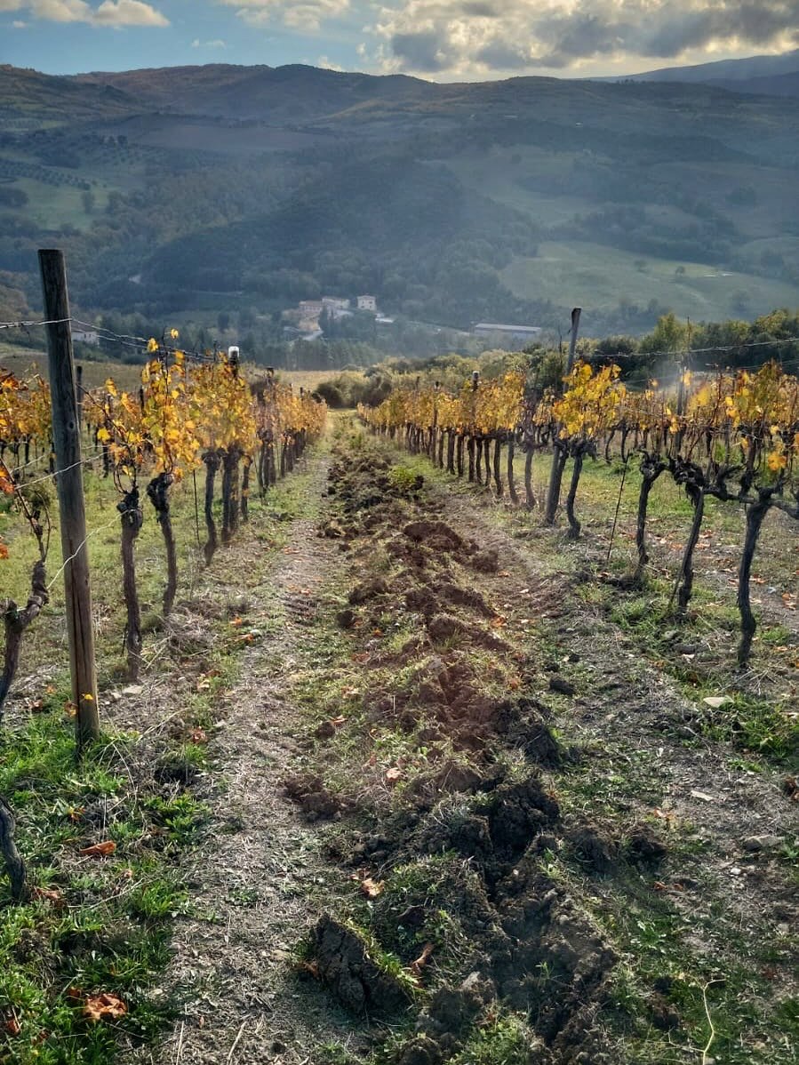 Autumn vibes Montalcino.

The countryside is abundant with rich colours and the lower angle of the sun creates lovely long shadows. While the sun still offers warmth during the day, temperatures drop quickly as dusk arrives.

Near the office, the mag