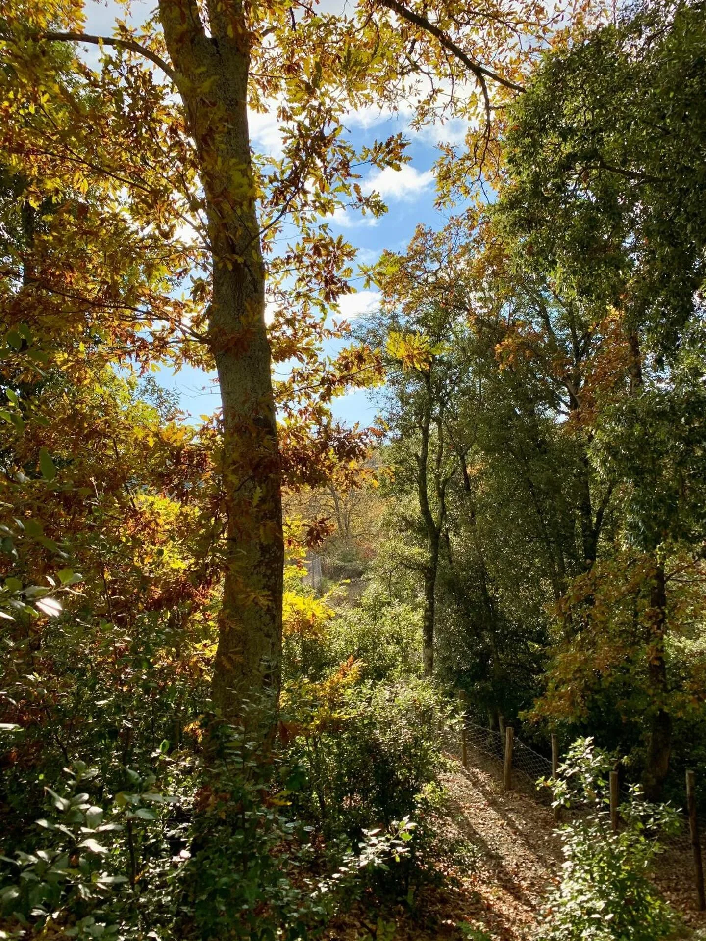 The woods in Montalcino are amazing, even in November. You should take a chance to visit them.