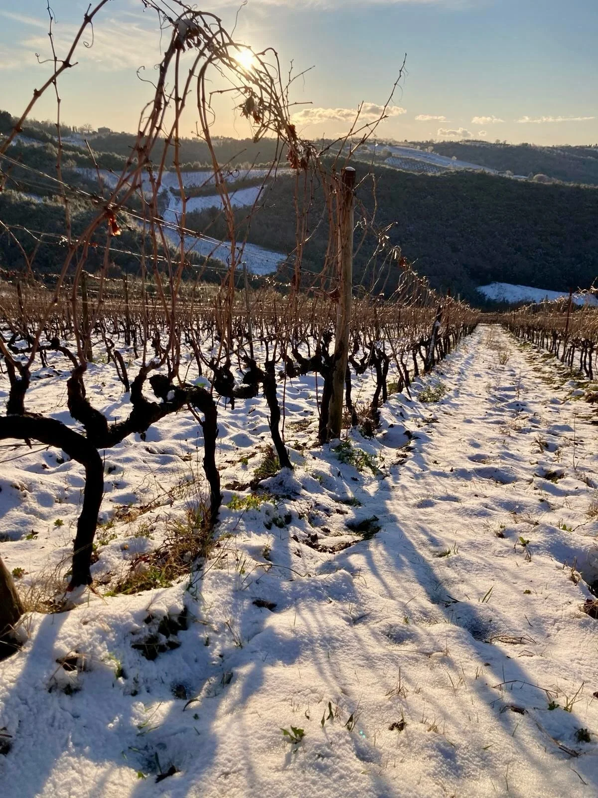 More photos of our vineyards covered in snow. The first photo was taken in Vigne Basse, the second shows some footprints (who can guess who made them?), and the video is from the top of vineyard 595. We expect all the snow to melt tonight.