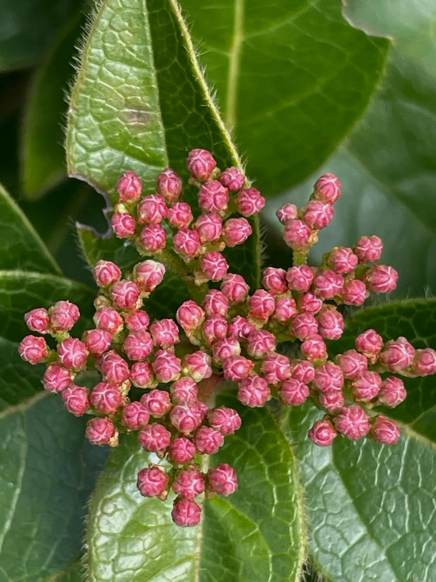 We are once again in the midst of pruning as a new season begins. Walking through the vineyards and the surrounding countryside continues to reveal small natural wonders and surprises.
Marigolds are currently spreading through the rows of the Babbo v