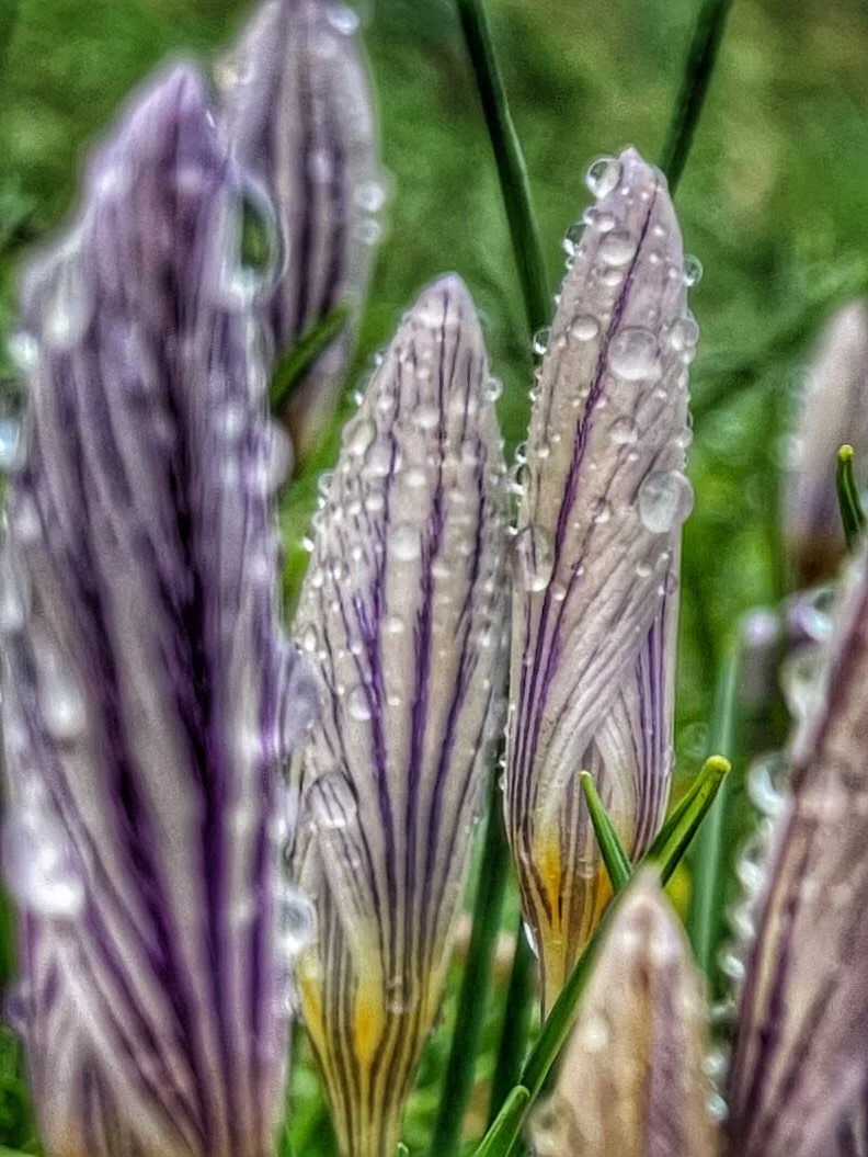 It has been raining in Montalcino for several days now, which has unfortunately delayed our pruning process. The rain is continuing today, and the forecast indicates it will persist through tomorrow and into next week.

On a brighter note, the first 