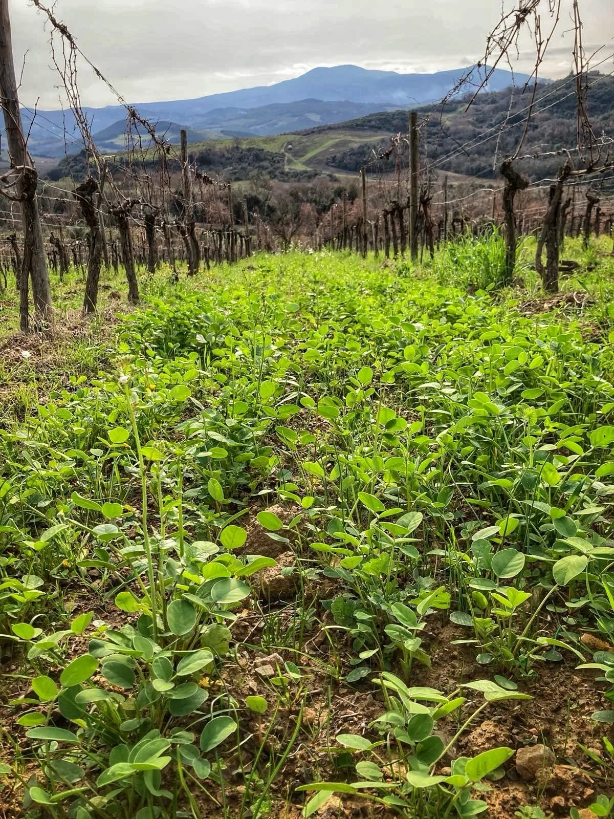 Cover crops are essential tools for maintaining sustainable and regenerative vineyards. They help build soil fertility, increase microbial activity, and prevent erosion during the rainy periods.

Our cover crop includes several ingredients:

- Horser