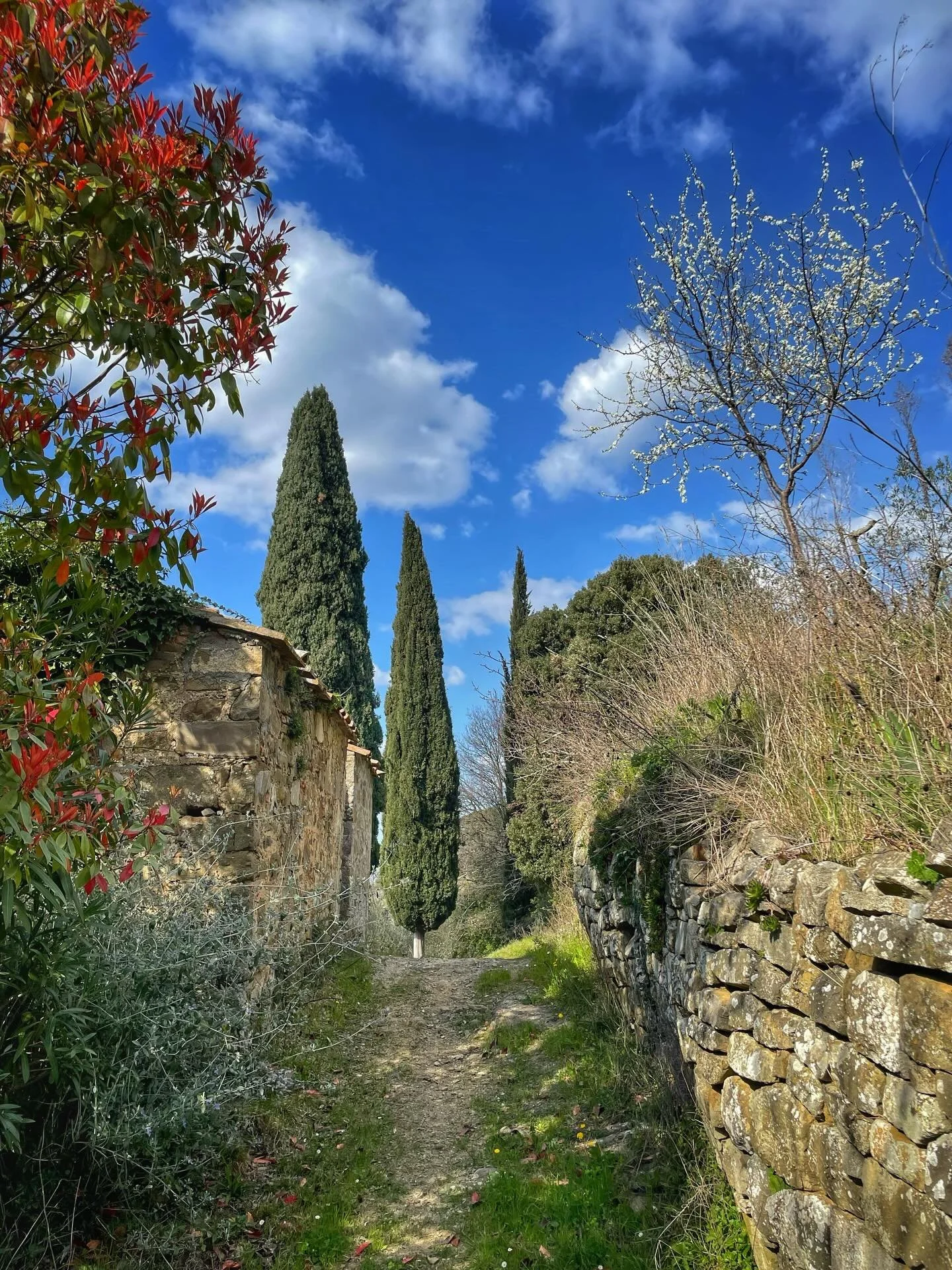 The first photo shows the path adjacent to the old Vigne Basse farmhouse. It is flanked by a massive stone wall covered in lush Sempervivum. This area is well known in Montalcino for its water springs; in fact, the &ldquo;Acquabona&rdquo; (Good Water