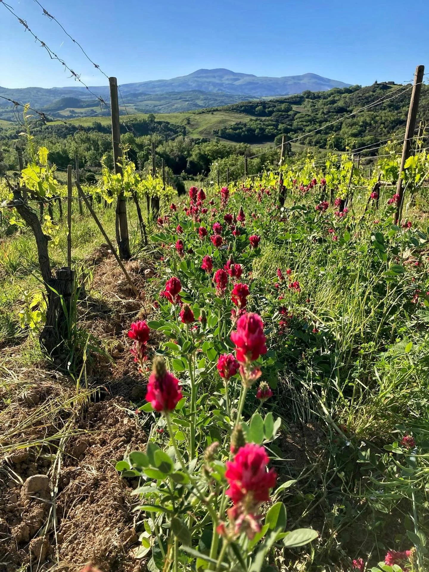 As it is every year, it is currently Sulla Coronaria season. This flower is growing majestically among the rows of our vineyards, with Mount Amiata visible in the distance.
