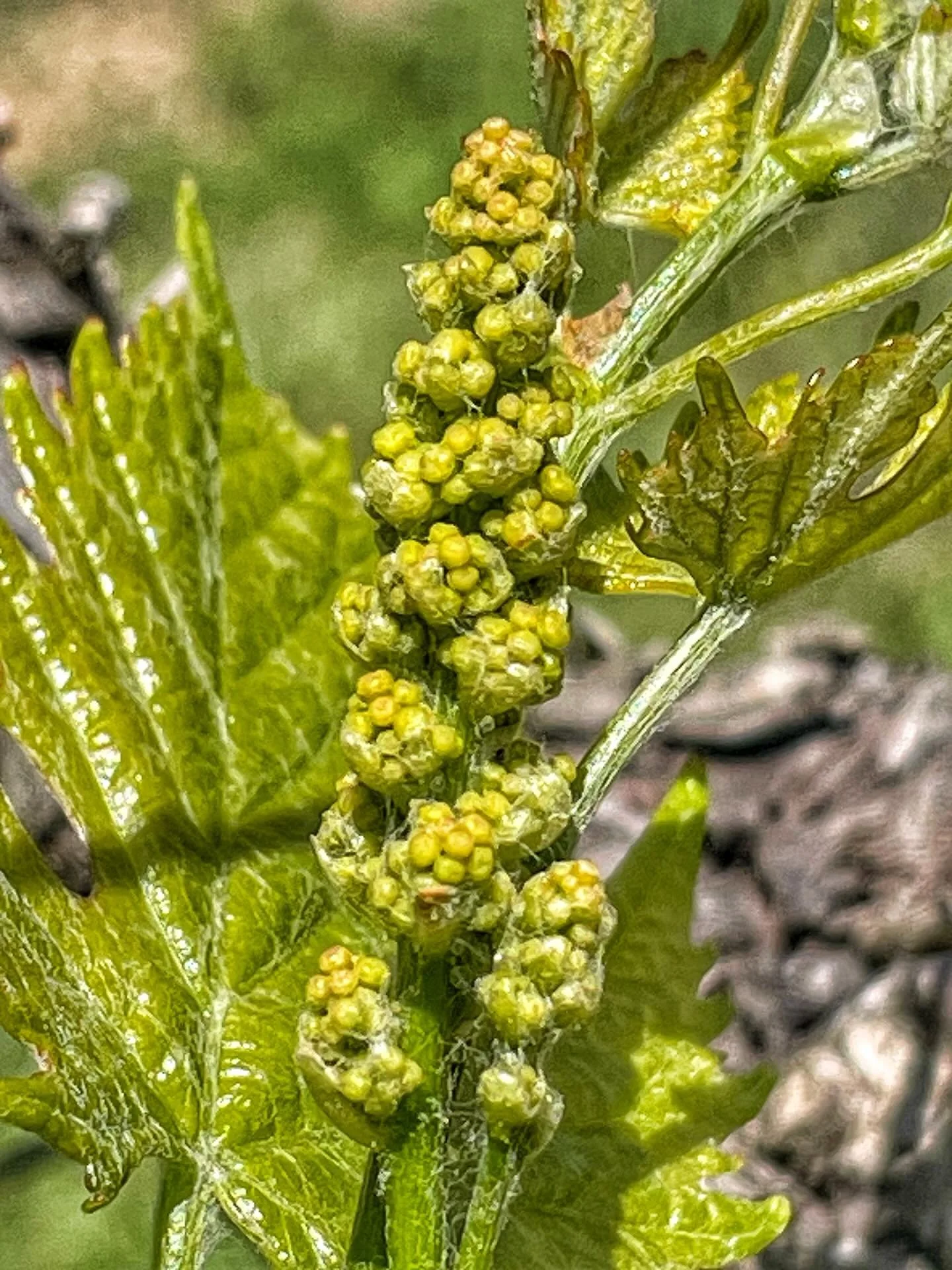 We couldn&rsquo;t resist showing a series of photos of our Sangiovese&rsquo;s future 2026 bunches. This is just the beginning of the productive cycle, shortly before flowering. You can already glimpse the different flower buttons, still slightly cove