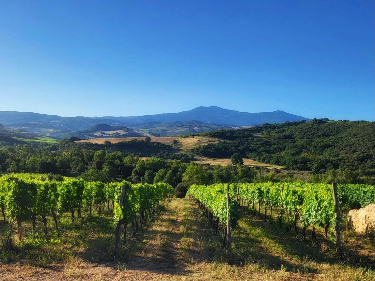 The beauty of a June morning and our vineyards overlooking Monte Amiata.
