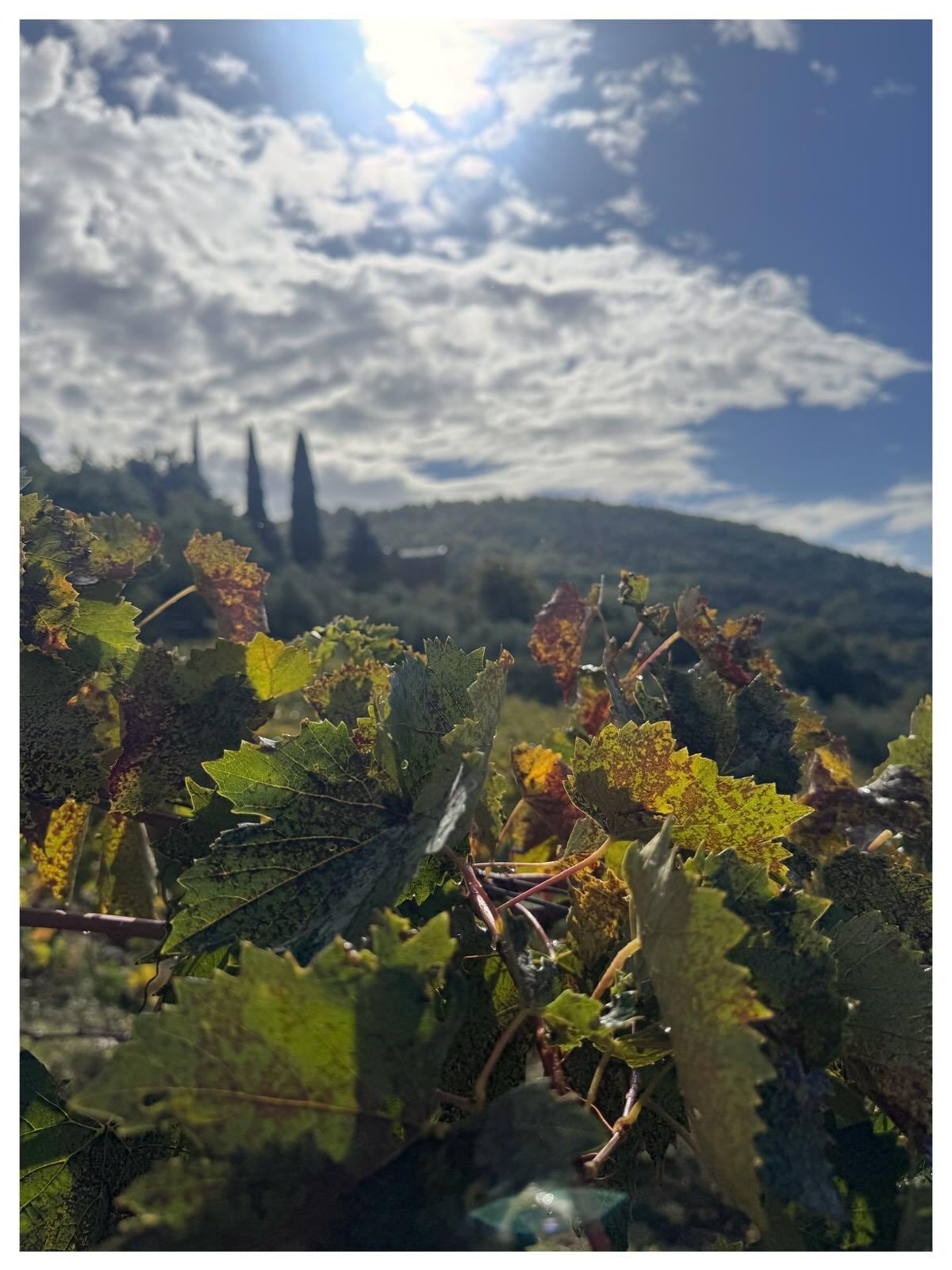 How beautiful our Vigne Basse look, caressed by the sun and bathed in a light autumn rain. They lie nestled within the woods, which shield them during the summer from increasingly extreme heat. In the background, you can even hear the birds&mdash;thi