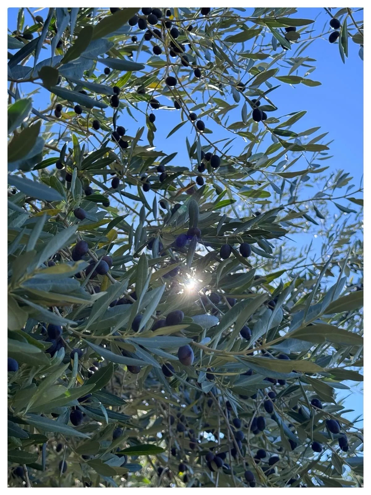 The Olives harvest has finally started ! Our 2026 Extra Vergine d&rsquo;Oliva will soon be ready and it is almost time for Club 100. We will send out our Mailing List in early November. Stay turned !