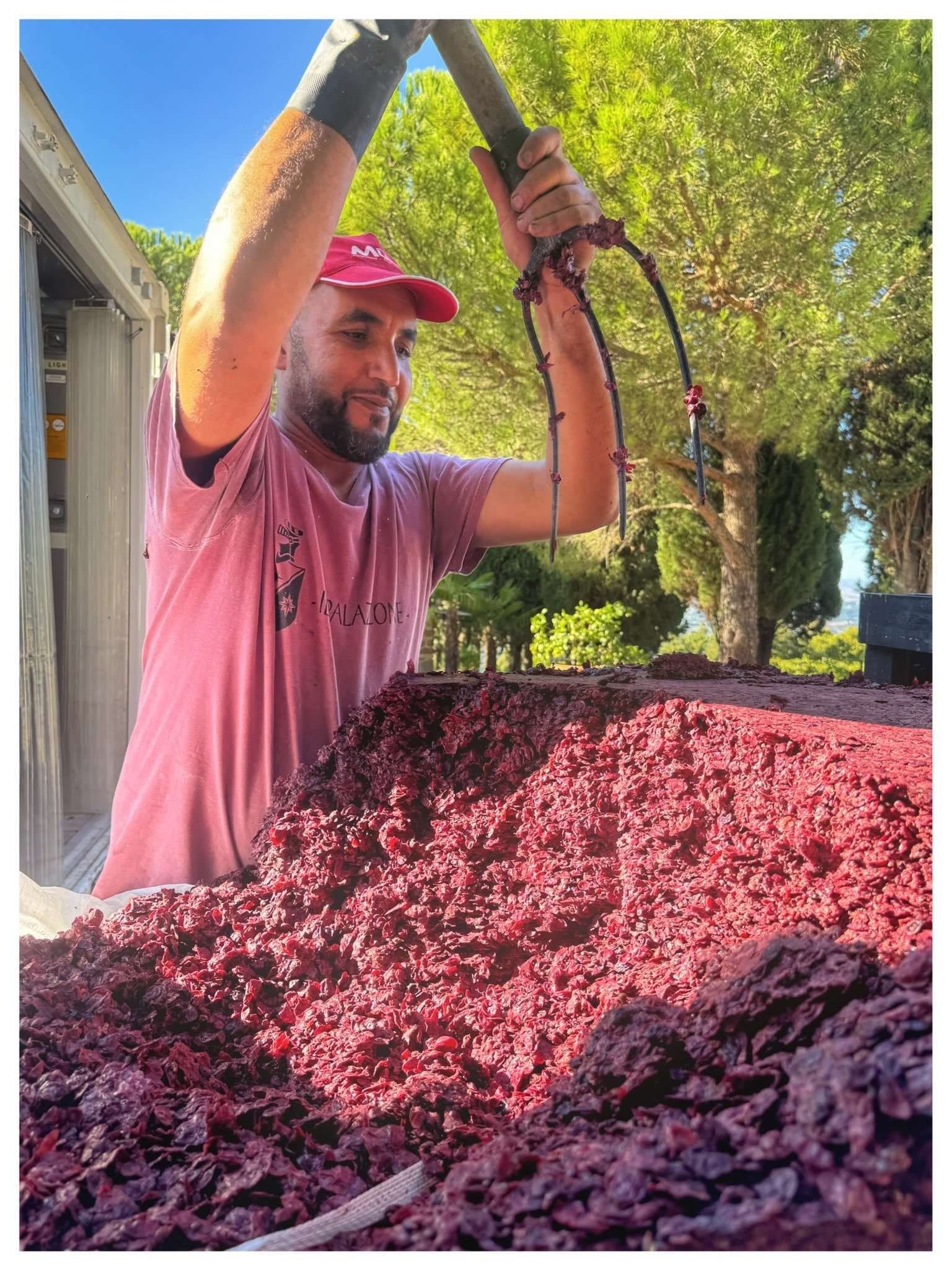 Look at that vibrant color! This is how the fresh Brunello marcs look after the &lsquo;svinatura&rsquo; - the crucial moment when the fermented juice gets separated from the skins and seeds. These are an essential source of tannins, phenols and color