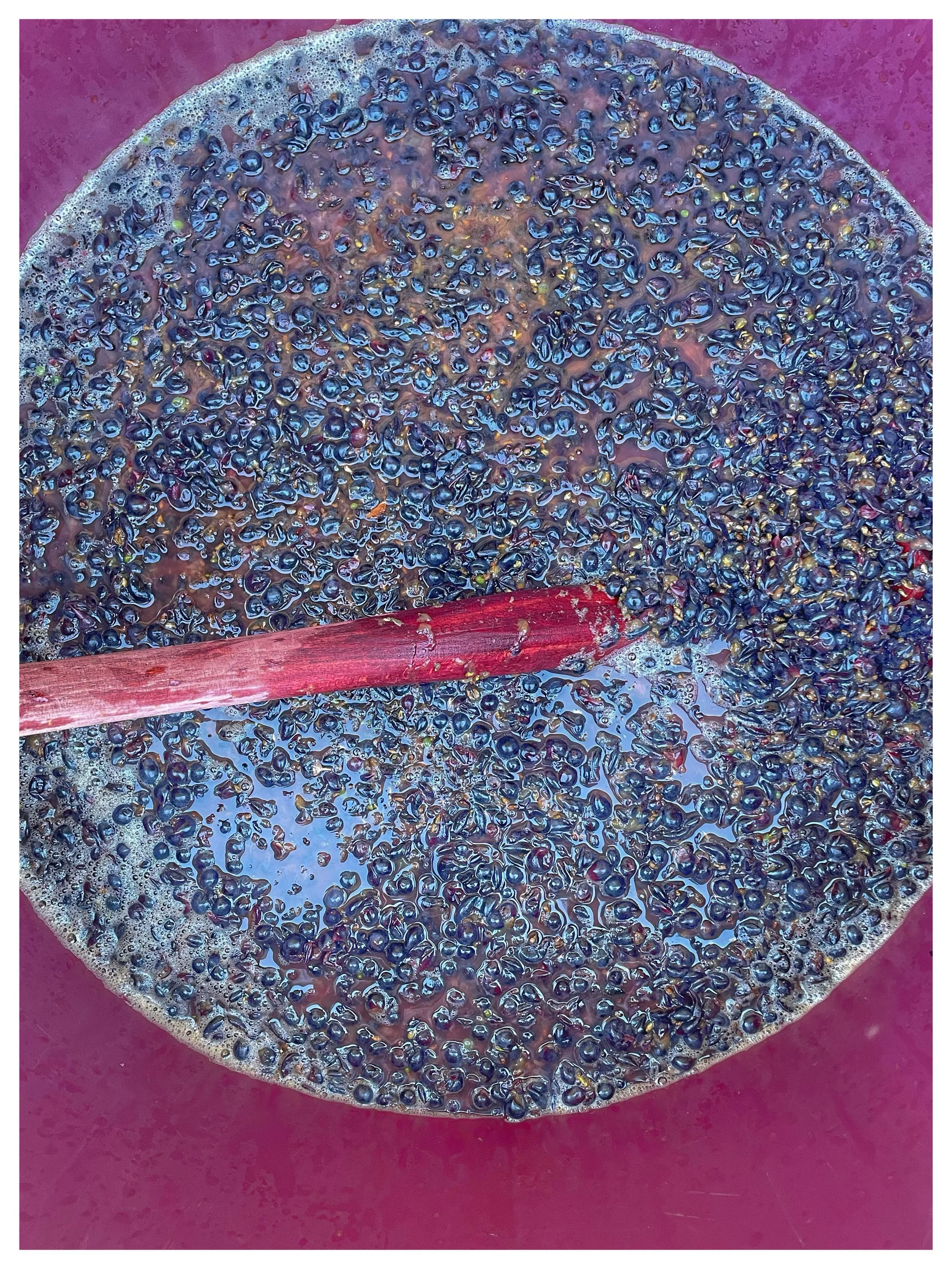 Here we are once again preparing the Pied de Cuve: we harvest a small quantity of pristine, healthy grapes a few days before the beginning of the main harvest to kickstart a spontaneous, natural fermentation using indigenous yeasts. These grapes are 